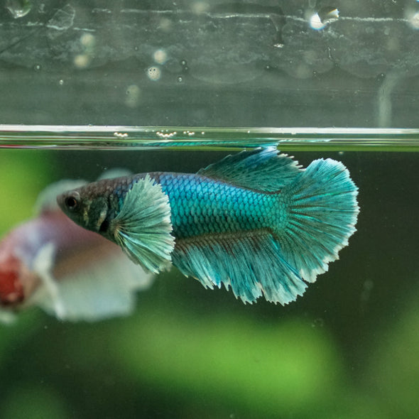 Dumbo Halfmoon - Female