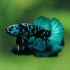 Black Koi Galaxy Plakat (Avatar) -10 weeks Old