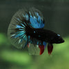 Black Base Galaxy Koi Halfmoon (Avatar) - 14 weeks old