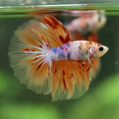 Galaxy/Candy Koi Halfmoon - 14 weeks old