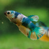 Multicolor/ Galaxy Koi Plakat- Female- 13 Weeks Old