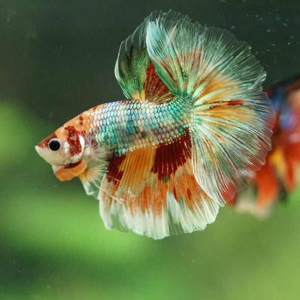 Galaxy/Candy Koi Halfmoon - 11 weeks old