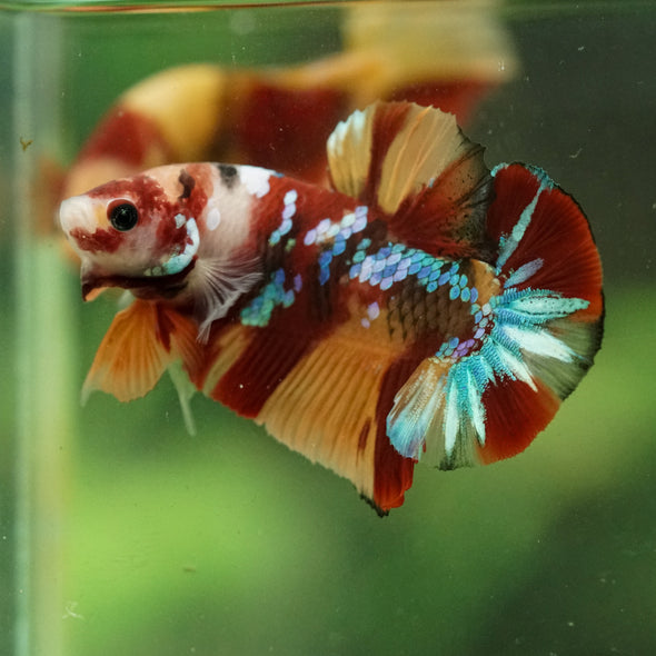 Multicolor/Galaxy Koi Plakat -16 weeks Old