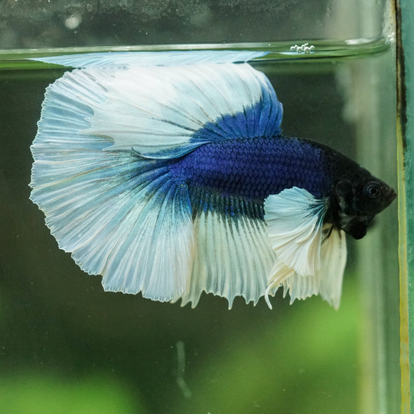 Dumbo Halfmoon - 12 weeks old