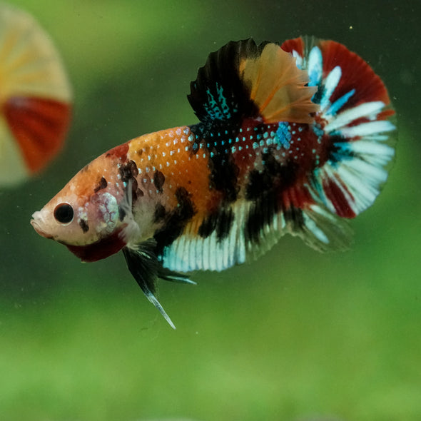 Multicolor/Galaxy Koi Plakat -16 weeks Old