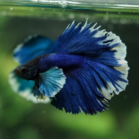 Dumbo Halfmoon - 12 weeks old