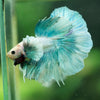 Dumbo Halfmoon - 11 weeks old