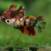 Multicolor/ Galaxy Koi Halfmoon- Female- 13 Weeks Old