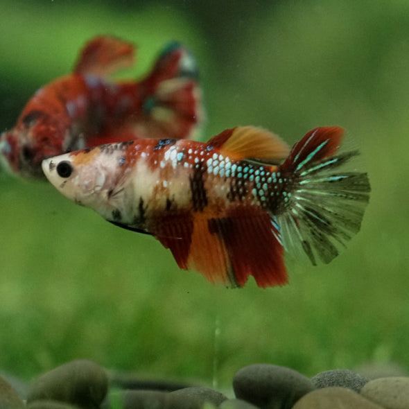 Multicolor/ Galaxy Koi Halfmoon- Female- 13 Weeks Old