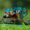 Multicolor/ Galaxy Koi Plakat- Female- 13 Weeks Old