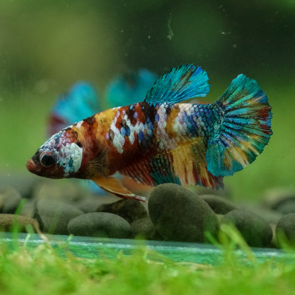 Multicolor/ Galaxy Koi Plakat- Female- 13 Weeks Old
