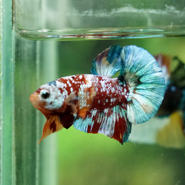 Multicolor/Galaxy Koi Plakat -11 weeks Old