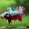 Multicolor/Galaxy Koi Plakat -16 weeks Old