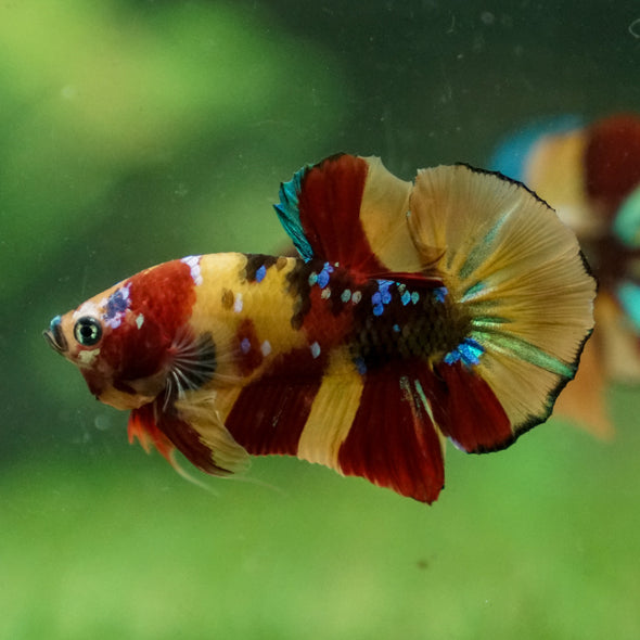 Multicolor/Galaxy Koi Plakat -13 weeks Old