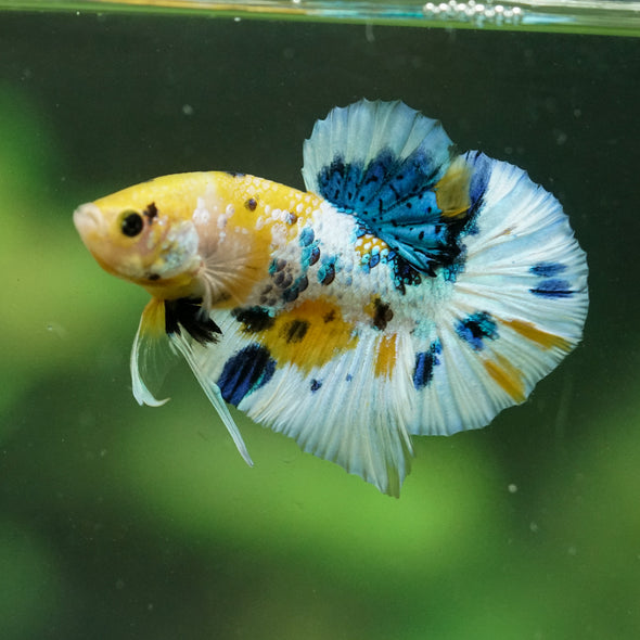Multicolor/Galaxy Koi Plakat -16 weeks Old