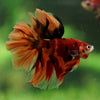 Galaxy/Candy Koi Halfmoon - 14 weeks old