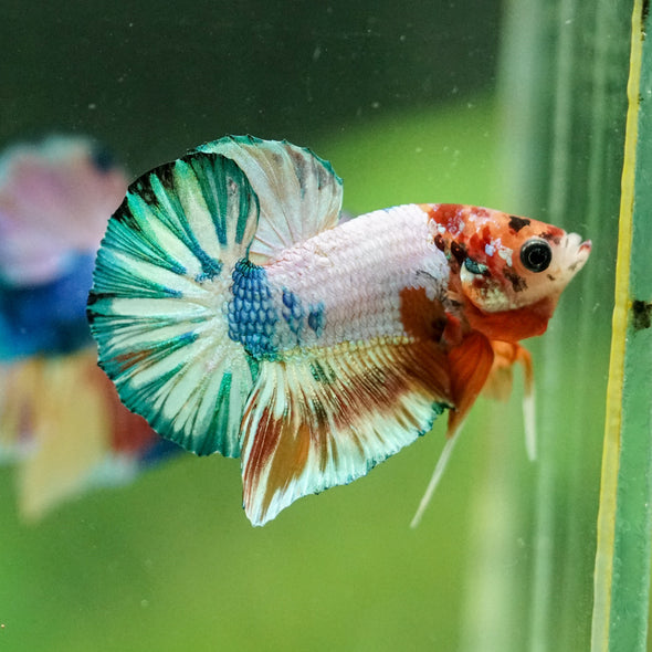 Multicolor/Galaxy Koi Plakat -10 weeks Old