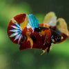 Multicolor/Galaxy Koi Plakat -16 weeks Old