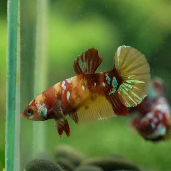 Multicolor/ Galaxy Koi Plakat - Female- 13 Weeks Old