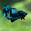 Black Koi Galaxy Plakat (Avatar) -13 weeks Old