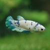 Blue/Green Dalmatian Plakat- Female