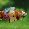 Multicolor/Galaxy Koi Plakat -15 weeks Old