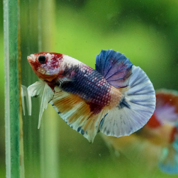 Multicolor/Galaxy Koi Plakat -10 weeks Old