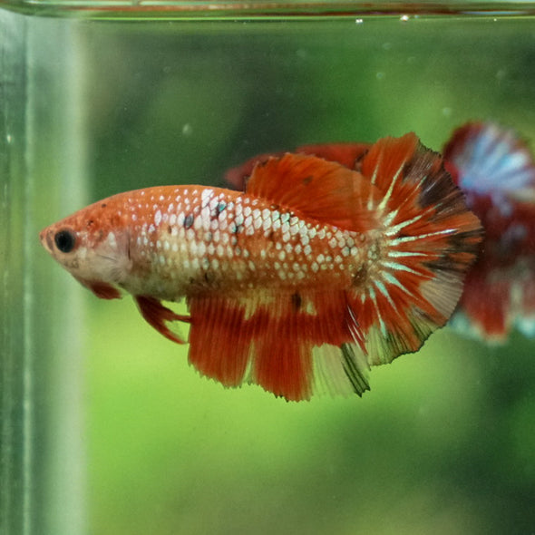 Multicolor/ Galaxy Koi Halfmoon- Female- 13 Weeks Old