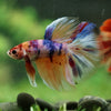 Galaxy/Candy Koi Halfmoon - 14 weeks old