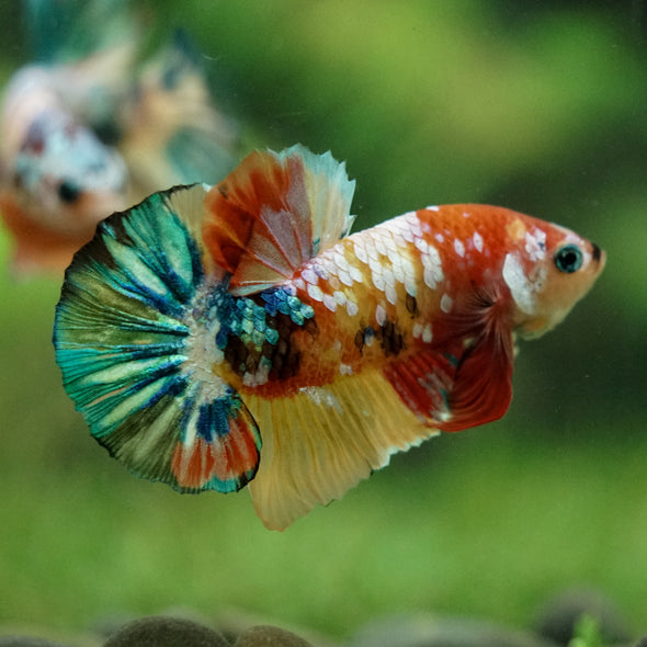 Multicolor/Galaxy Koi Plakat -16 weeks Old