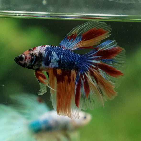 Galaxy/Candy Koi Halfmoon - 13 weeks old