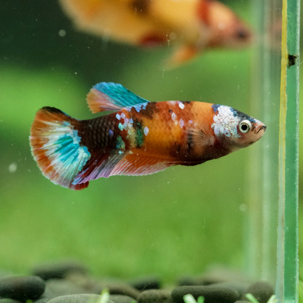 Multicolor/ Galaxy Koi Plakat- Female- 13 Weeks Old
