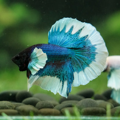 Dumbo Halfmoon - 12 weeks old