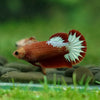 Red Fancy Plakat 13 Week Old- Female