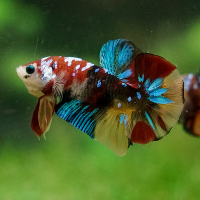 Multicolor/Galaxy Koi Plakat -16 weeks Old