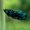 Black Galaxy Koi Plakat (Avatar) - Female- 13 Weeks Old