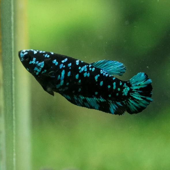 Black Galaxy Koi Plakat (Avatar) - Female- 13 Weeks Old