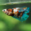 Multicolor/ Galaxy Koi Plakat- Female- 13 Weeks Old