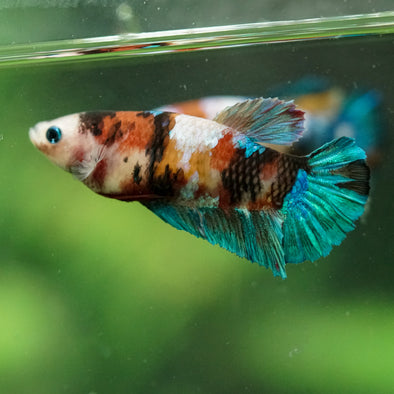 Multicolor/ Galaxy Koi Plakat- Female- 13 Weeks Old
