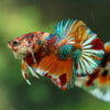 Multicolor/Galaxy Koi Plakat -16 weeks Old