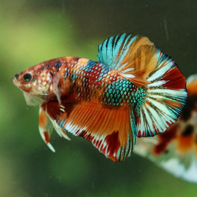 Multicolor/Galaxy Koi Plakat -16 weeks Old