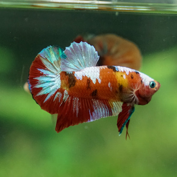 Multicolor/Galaxy Koi Plakat -13 weeks Old