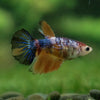 Multicolor/ Galaxy Koi Halfmoon- Female- 13 Weeks Old