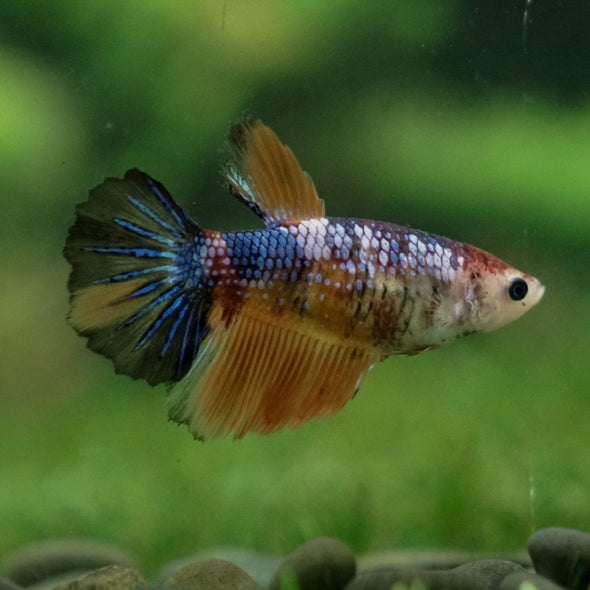 Multicolor/ Galaxy Koi Halfmoon- Female- 13 Weeks Old
