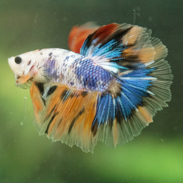 Galaxy/Candy Koi Halfmoon - 14 weeks old