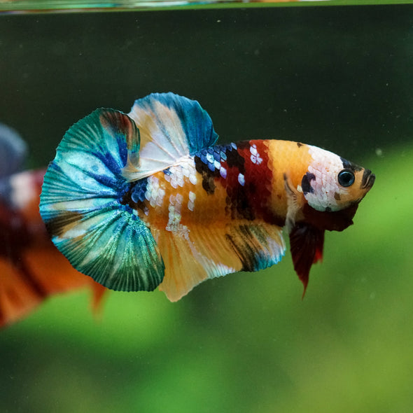 Multicolor/Galaxy Koi Plakat -16 weeks Old