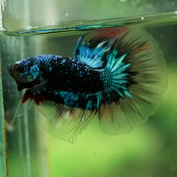 Black Base Galaxy/Candy Koi Halfmoon - 14 weeks old