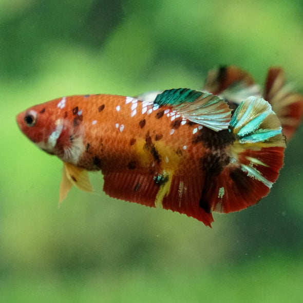 Multicolor/ Galaxy Koi Plakat - Female- 13 Weeks Old