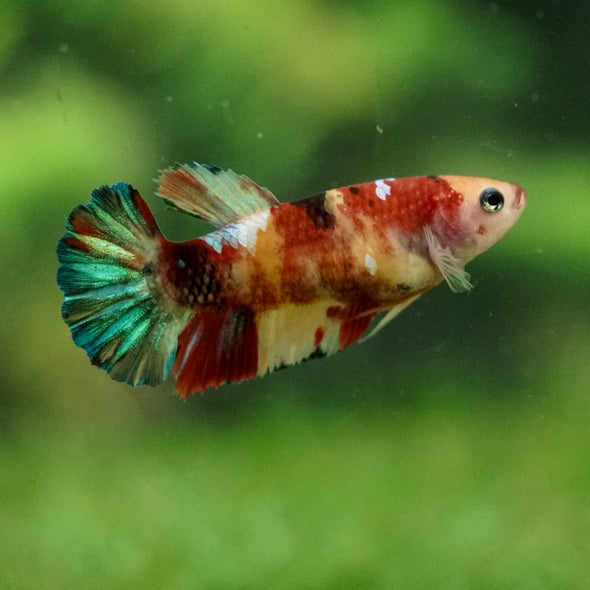 Multicolor/ Galaxy Koi Plakat- Female- 13 Weeks Old