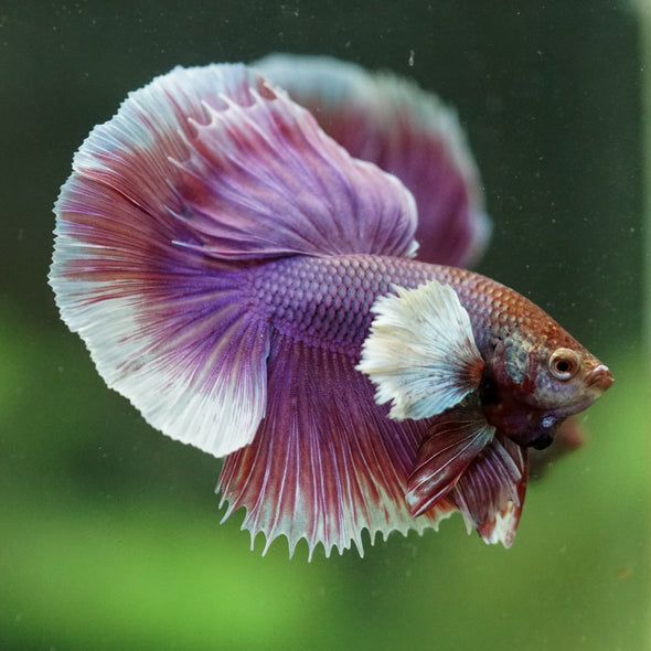 Dumbo Halfmoon - 12 weeks old